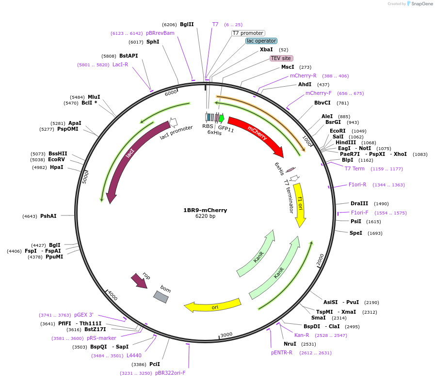 193864-plasmid-map-sequence-id-390775