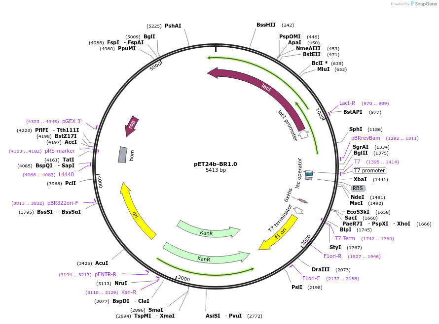 199435-plasmid-map-sequence-id-390789