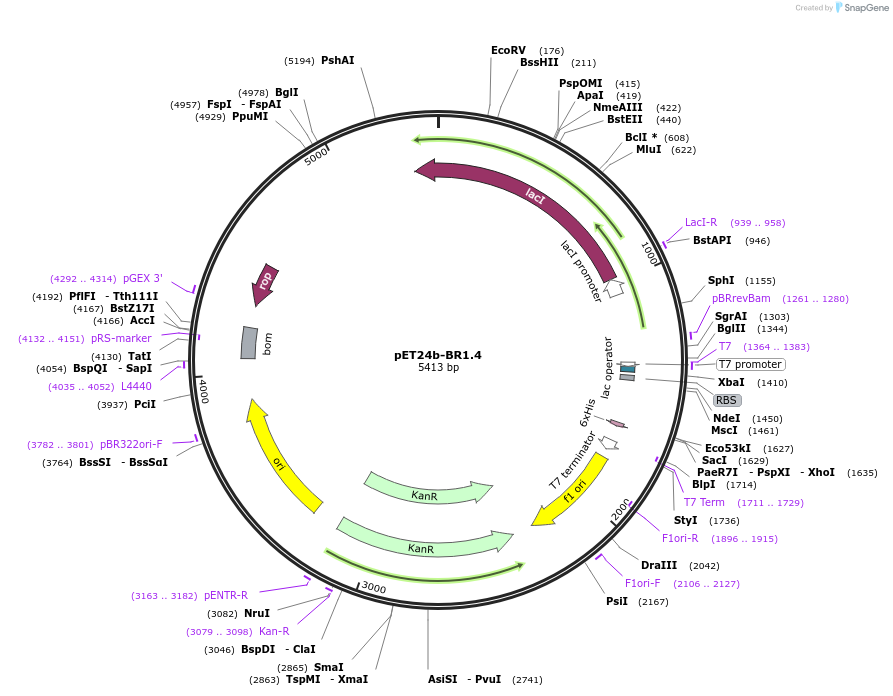199436-plasmid-map-sequence-id-390790