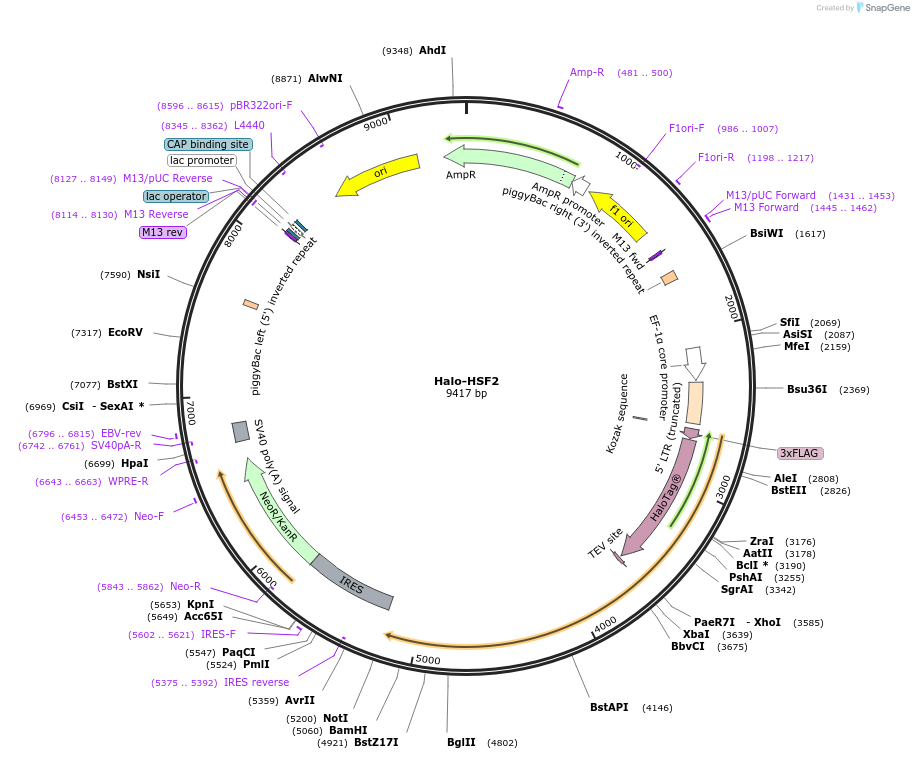 200192-plasmid-map-sequence-id-390791