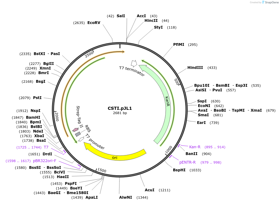 199113-plasmid-map-sequence-id-390798