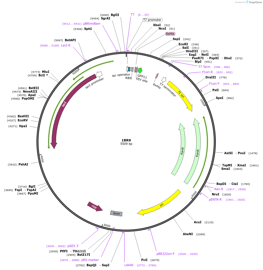 193862-plasmid-map-sequence-id-390853