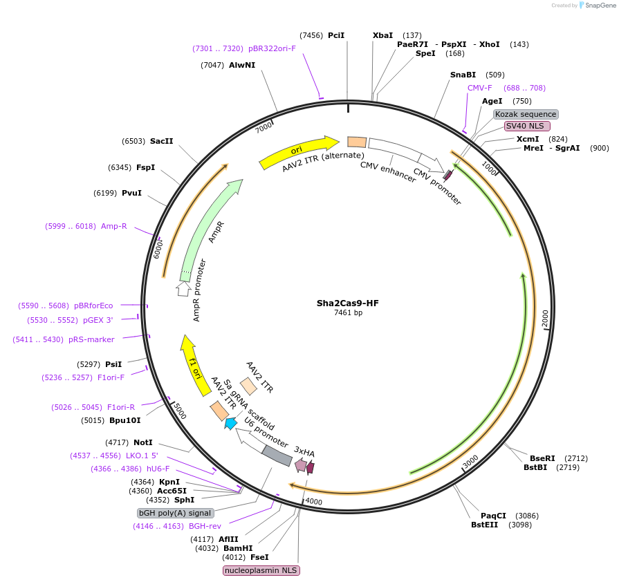 192142-plasmid-map-sequence-id-390939