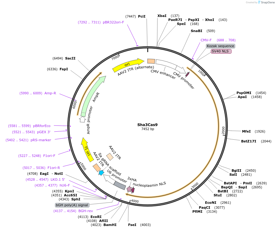 192136-plasmid-map-sequence-id-390942