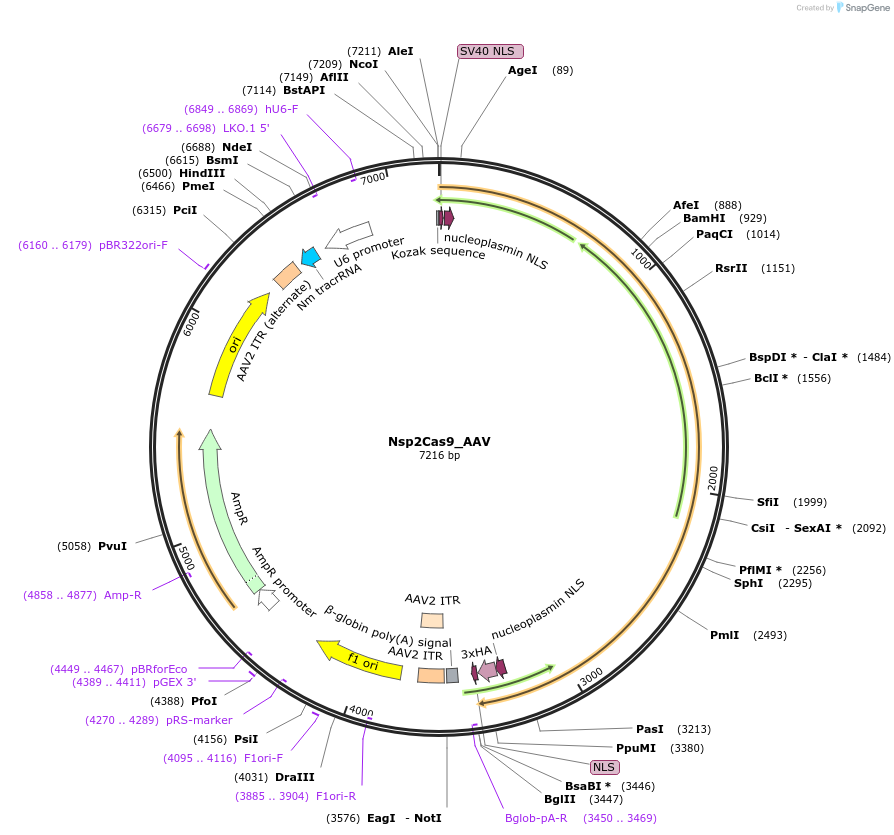 192143-plasmid-map-sequence-id-390943