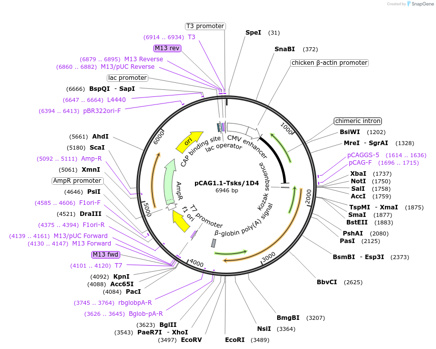 199623-plasmid-map-sequence-id-390950