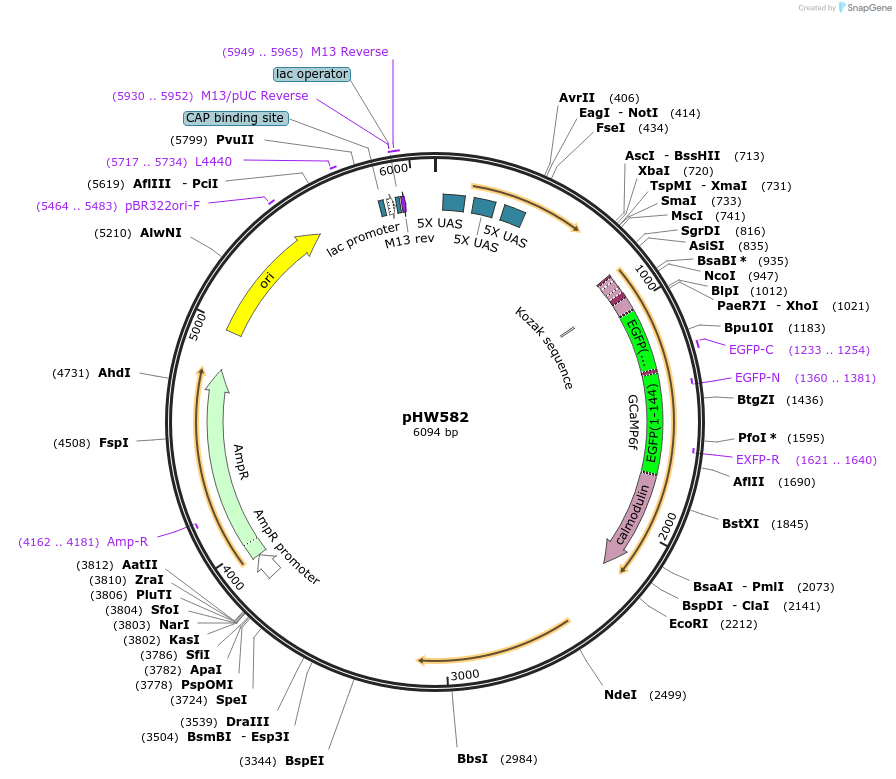198819-plasmid-map-sequence-id-390987