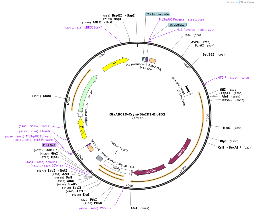 200070-plasmid-map-sequence-id-390988