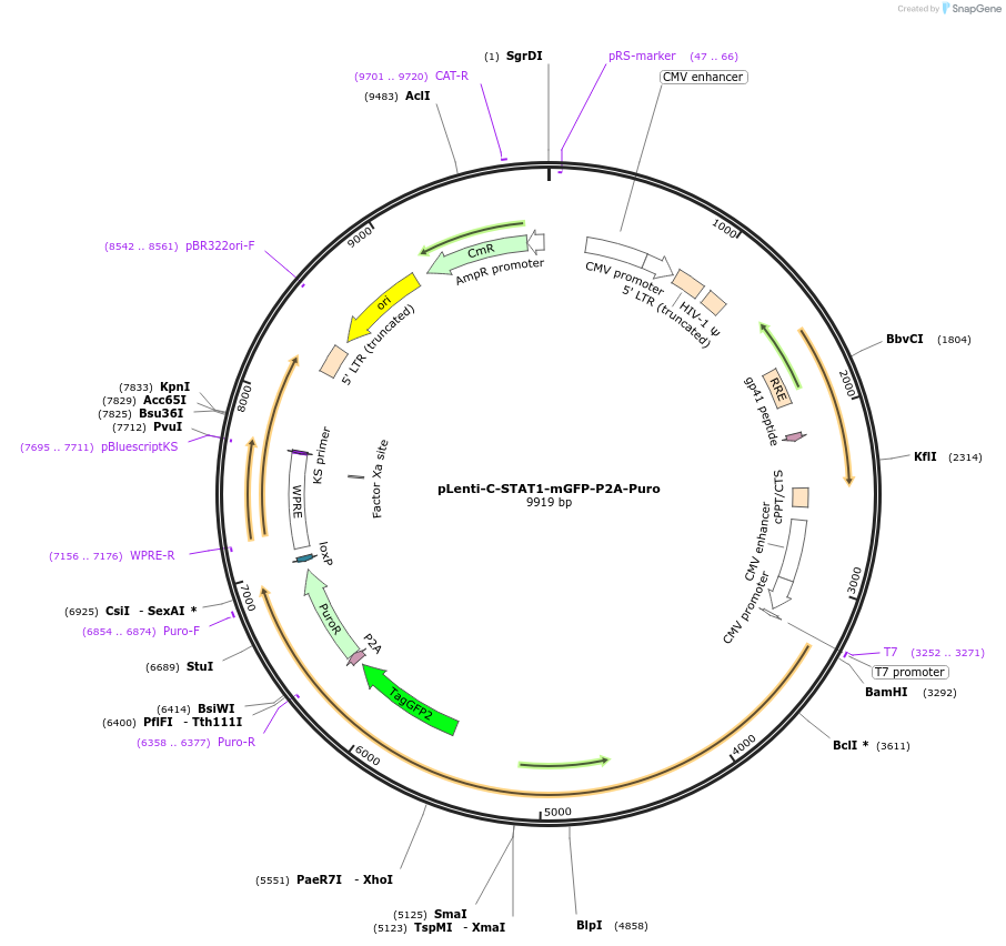 199345-plasmid-map-sequence-id-391001