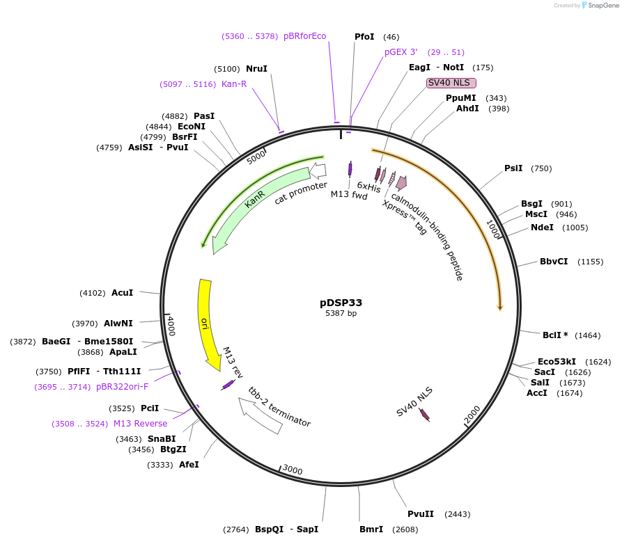199375-plasmid-map-sequence-id-391013