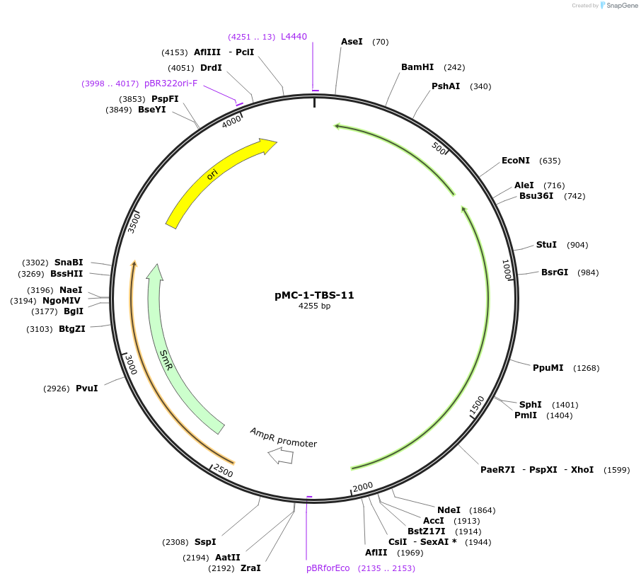 197689-plasmid-map-sequence-id-391016