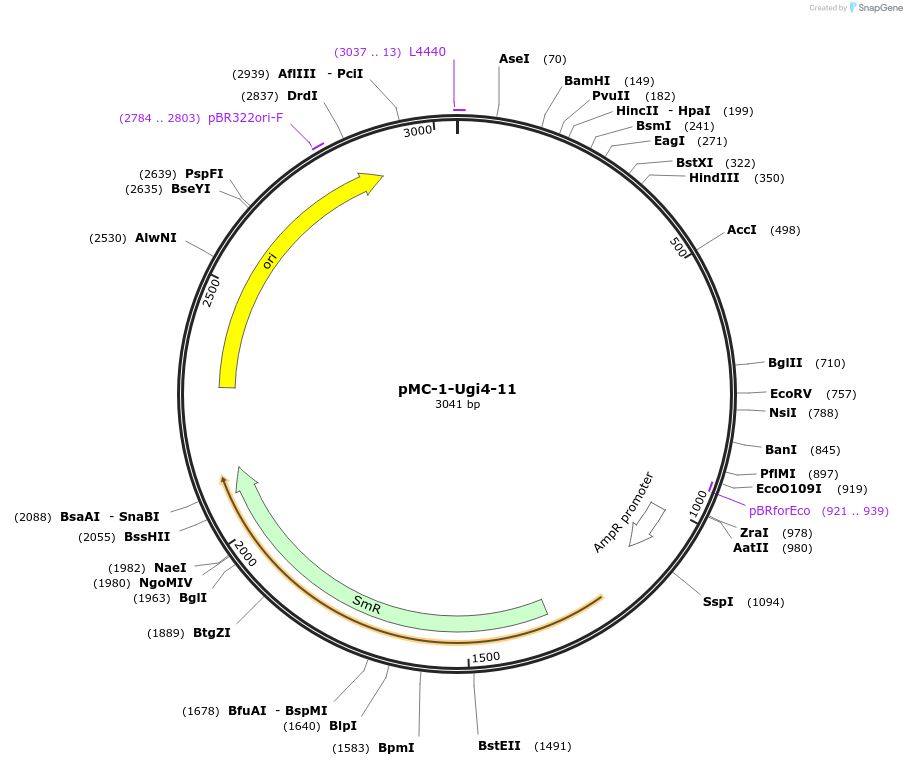197692-plasmid-map-sequence-id-391019