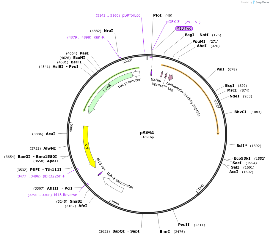 199383-plasmid-map-sequence-id-391021