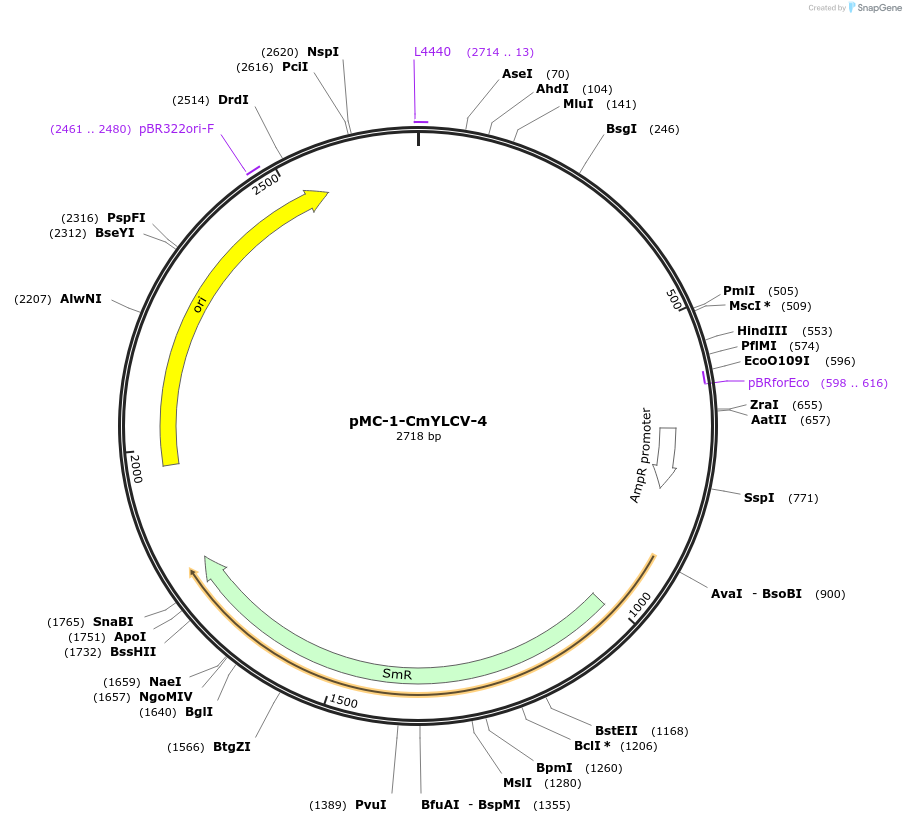 197694-plasmid-map-sequence-id-391022