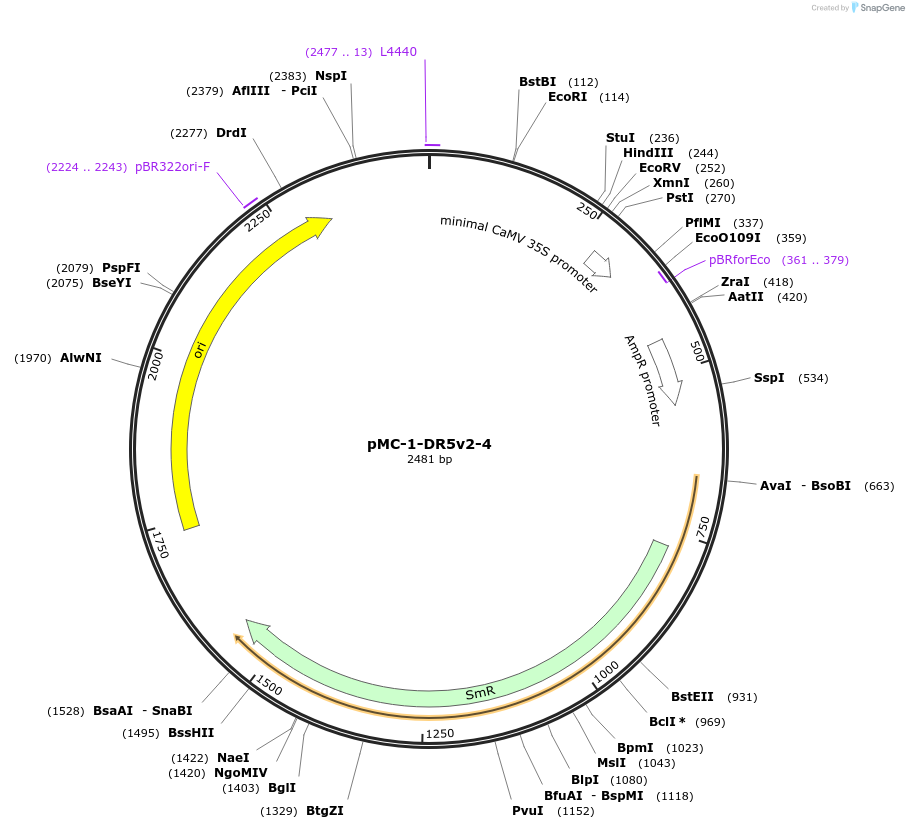 197695-plasmid-map-sequence-id-391023