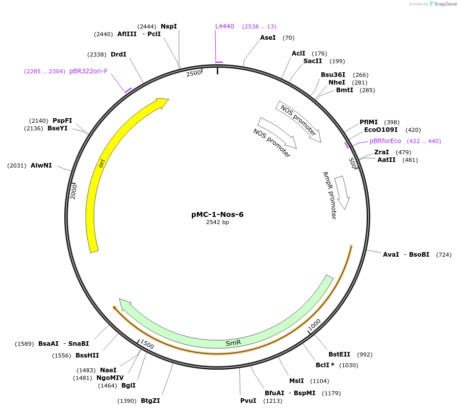 197697-plasmid-map-sequence-id-391025