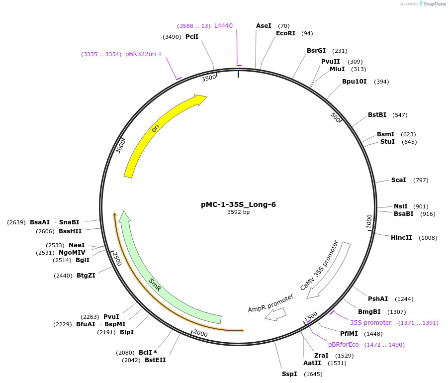 197698-plasmid-map-sequence-id-391026