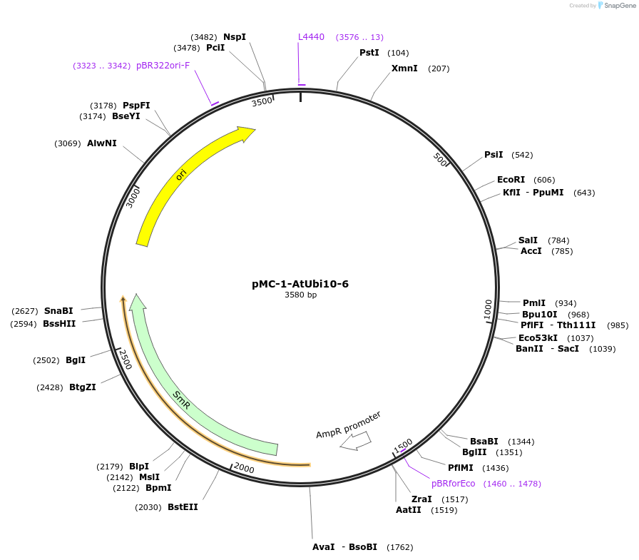197700-plasmid-map-sequence-id-391028