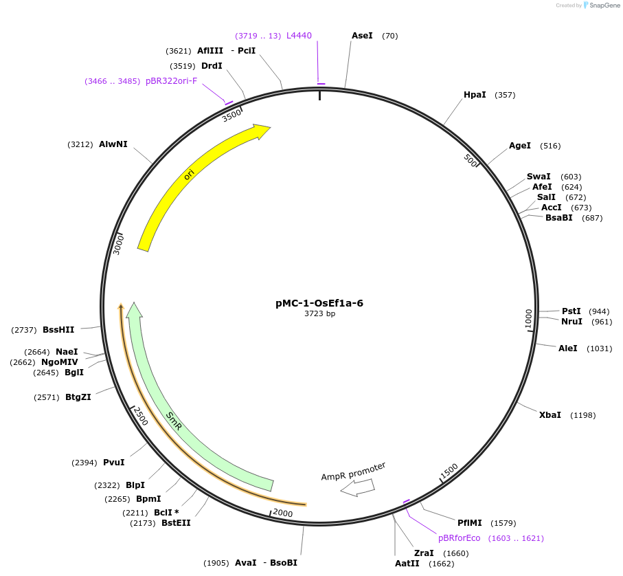 197703-plasmid-map-sequence-id-391032
