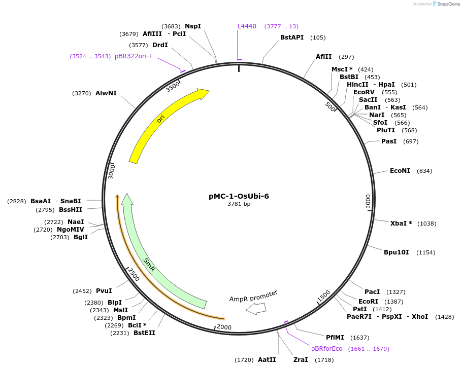 197704-plasmid-map-sequence-id-391033