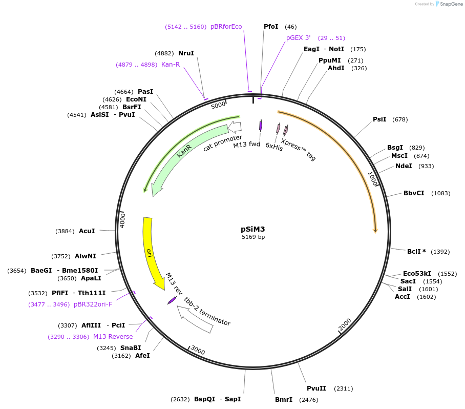 199382-plasmid-map-sequence-id-391043