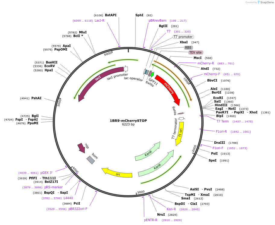 193866-plasmid-map-sequence-id-391044