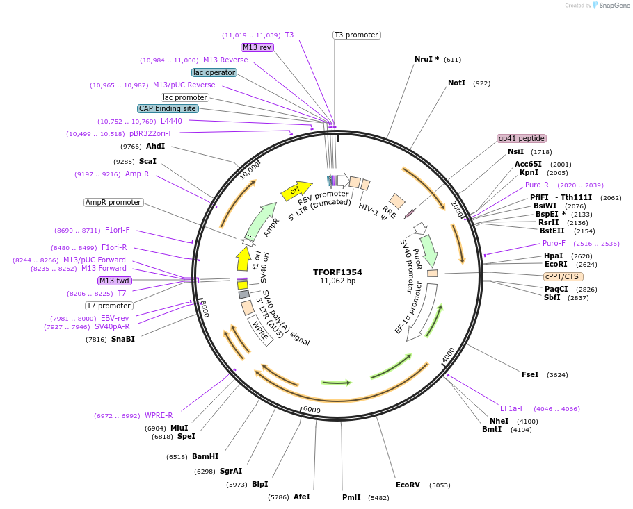 141817-plasmid-map-sequence-id-391048