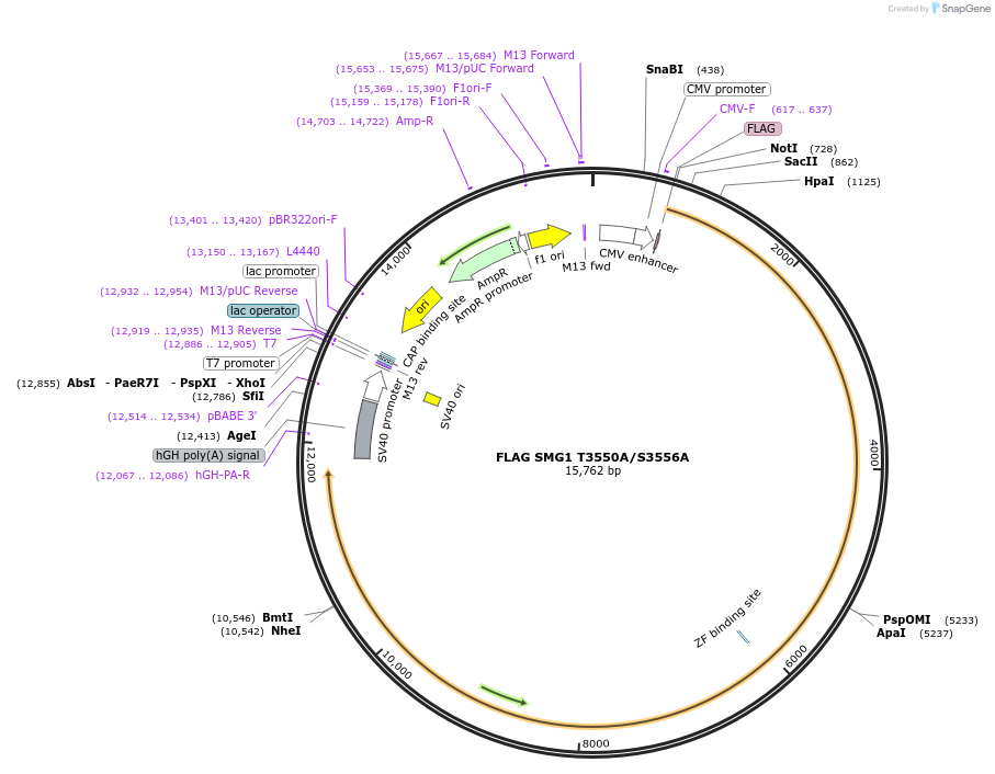 199574-plasmid-map-sequence-id-391050