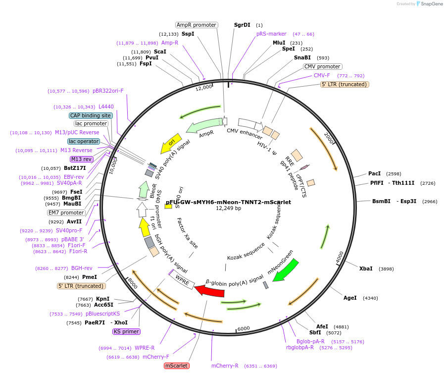 170712-plasmid-map-sequence-id-391051