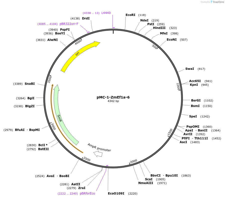 197712-plasmid-map-sequence-id-391064