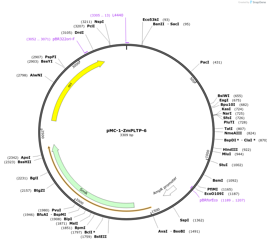 197713-plasmid-map-sequence-id-391065