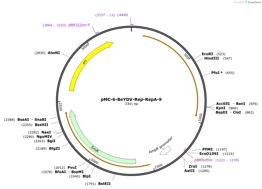 197715-plasmid-map-sequence-id-391066
