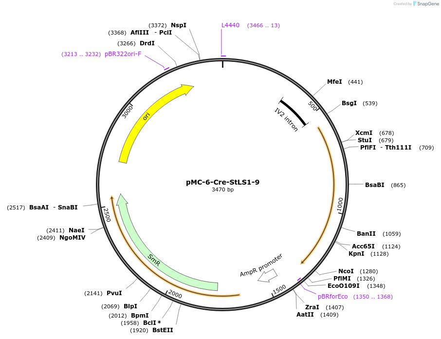 197722-plasmid-map-sequence-id-391072