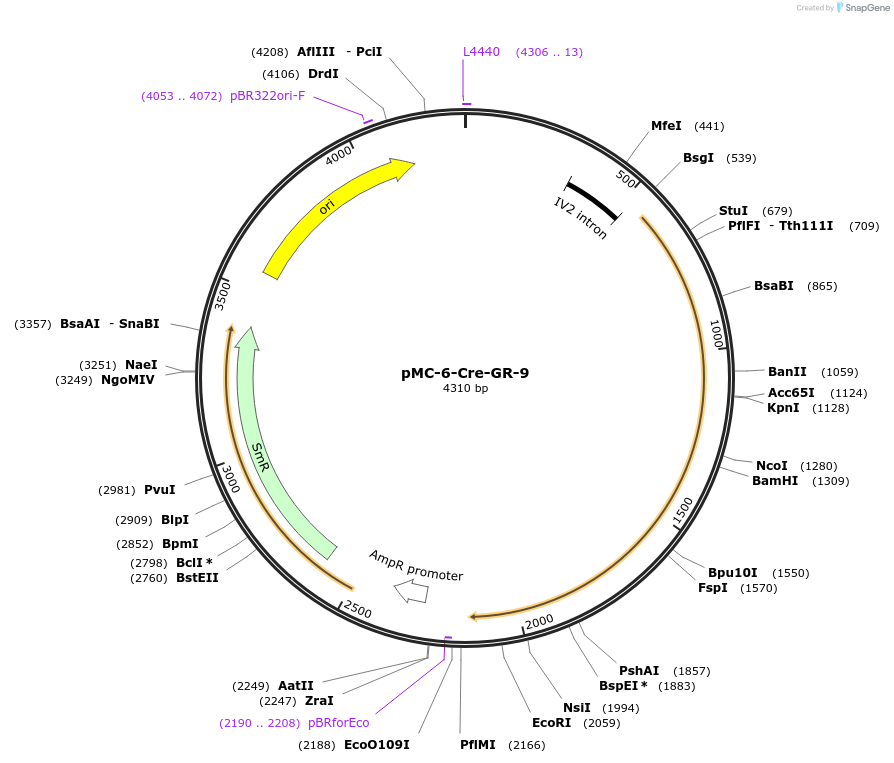 197723-plasmid-map-sequence-id-391073