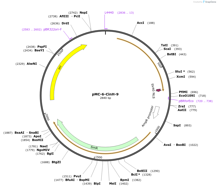 197729-plasmid-map-sequence-id-391078