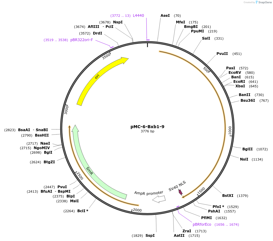 197730-plasmid-map-sequence-id-391083