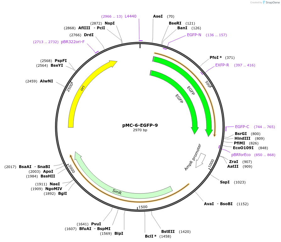 197733-plasmid-map-sequence-id-391086