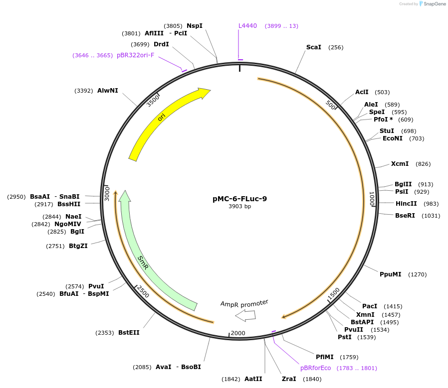197737-plasmid-map-sequence-id-391089