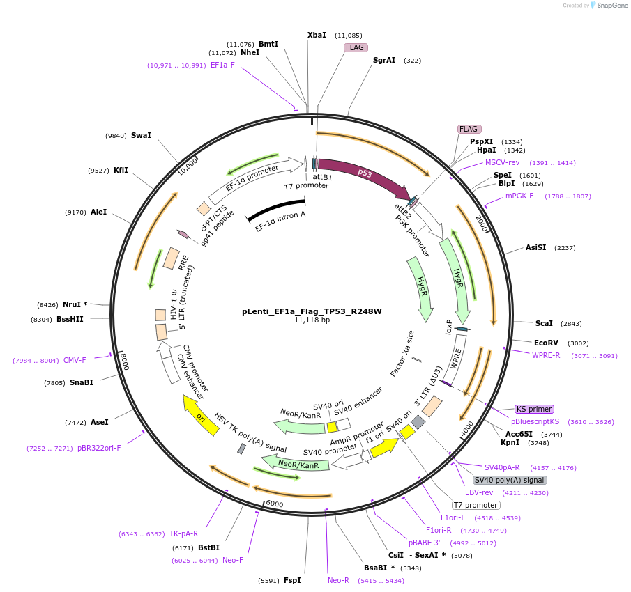 183114-plasmid-map-sequence-id-391090
