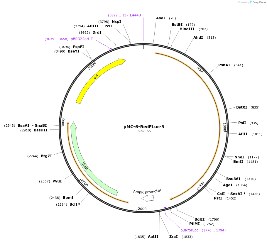 197738-plasmid-map-sequence-id-391091