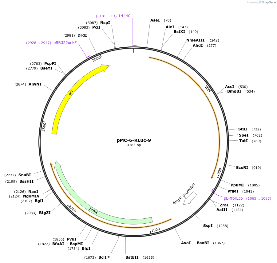 197739-plasmid-map-sequence-id-391092