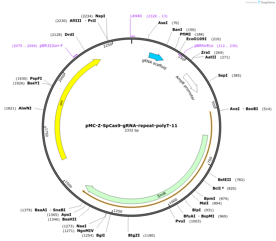 197781-plasmid-map-sequence-id-391097