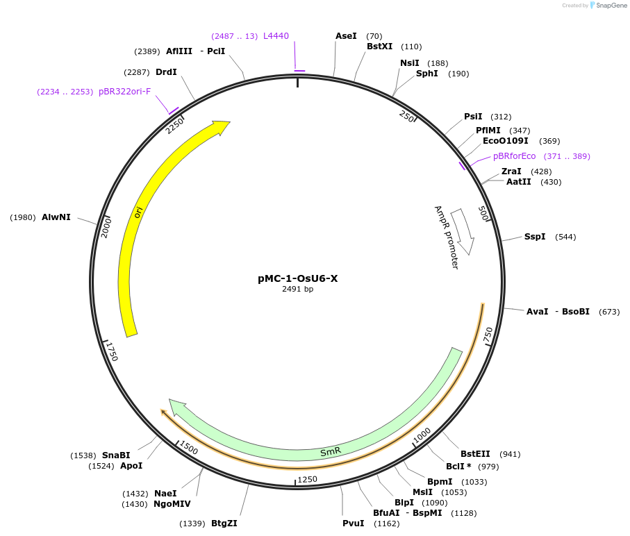 197780-plasmid-map-sequence-id-391098