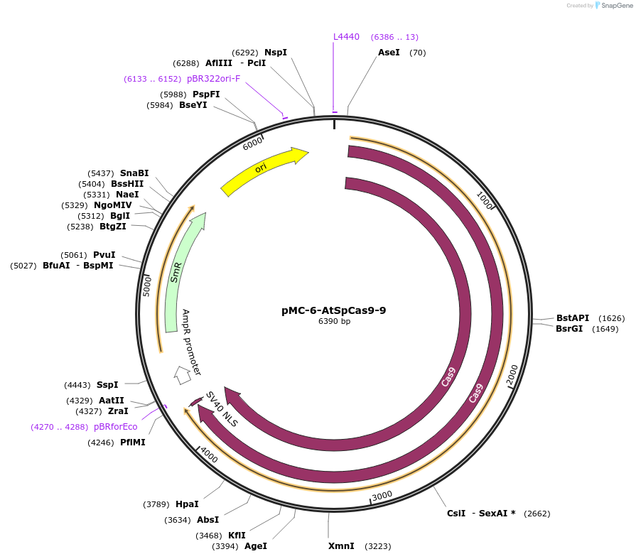 197778-plasmid-map-sequence-id-391100