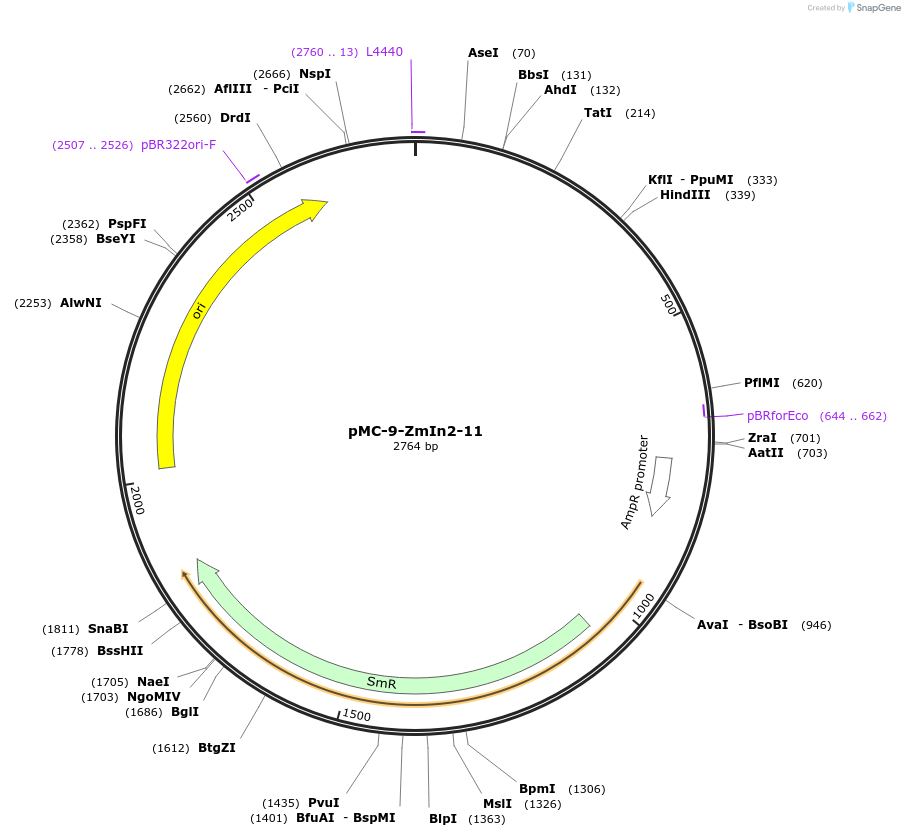 197776-plasmid-map-sequence-id-391103