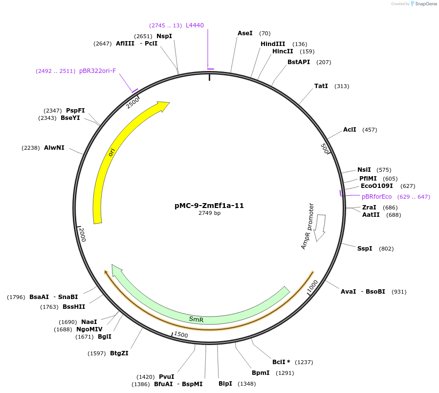 197775-plasmid-map-sequence-id-391104
