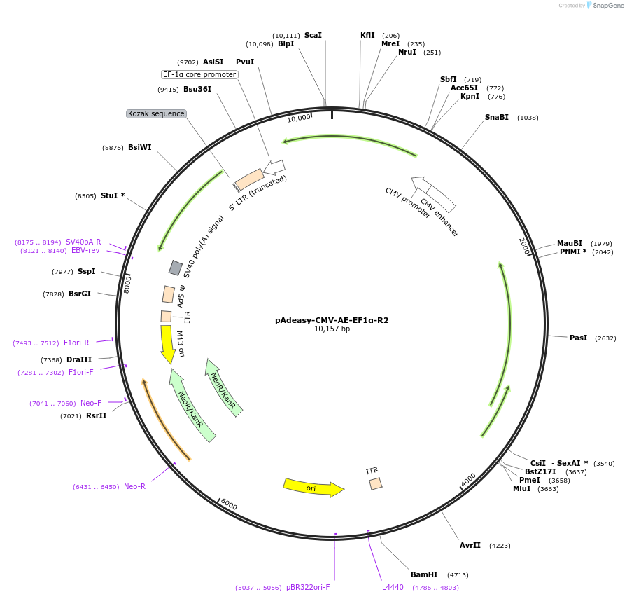 194928-plasmid-map-sequence-id-391107