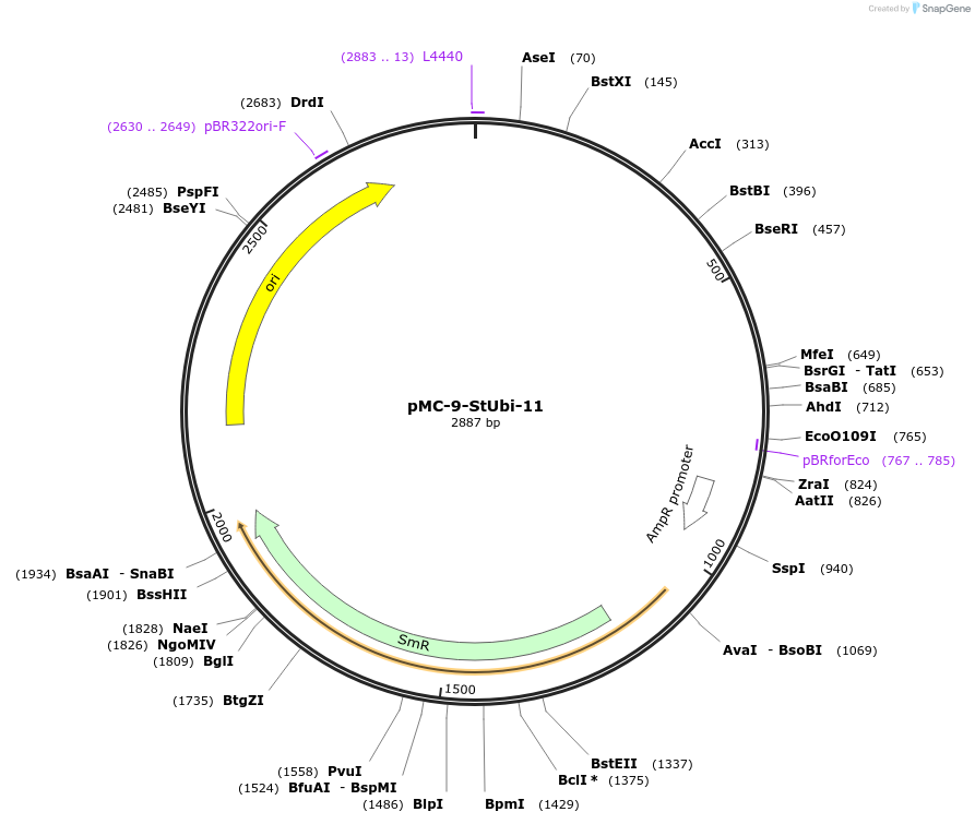 197774-plasmid-map-sequence-id-391109