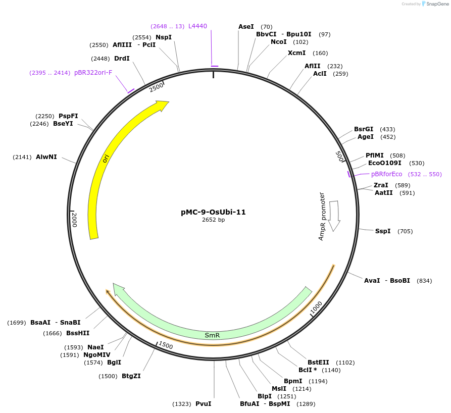 197768-plasmid-map-sequence-id-391114