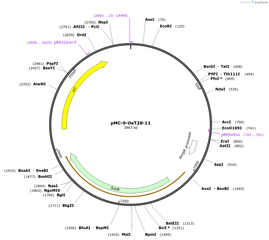 197767-plasmid-map-sequence-id-391116